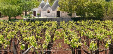 Al Vinitaly altre dieci grandi aziende vitivinicole aderiscono al progetto Viva ‘per migliorare la sostenibilità della filiera vitivinicola’