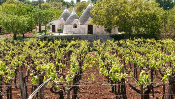 Immagine: Al Vinitaly altre dieci grandi aziende vitivinicole aderiscono al progetto Viva ‘per migliorare la sostenibilità della filiera vitivinicola’