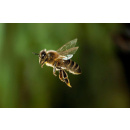 Immagine: Le api per monitorare la qualità dell'aria di Roma: presentato il progetto 'Apincittà'