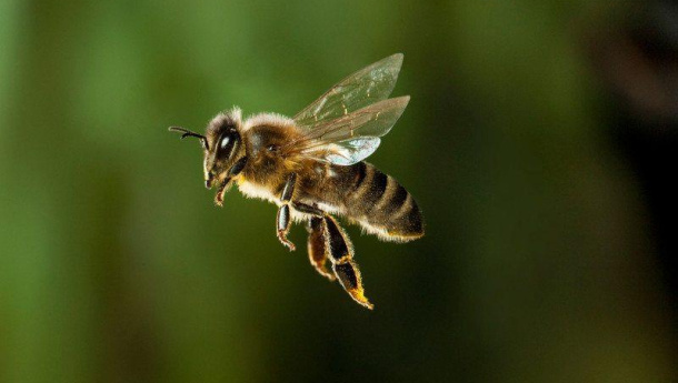 Immagine: Le api per monitorare la qualità dell'aria di Roma: presentato il progetto 'Apincittà'