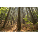 Immagine: Estate, pericolo incendi anche in città: prevenire è meglio che curare