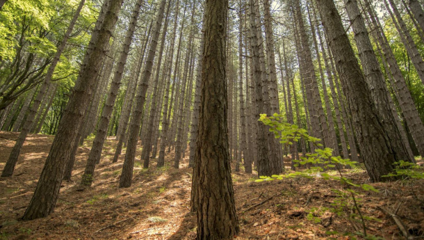 Immagine: Estate, pericolo incendi anche in città: prevenire è meglio che curare