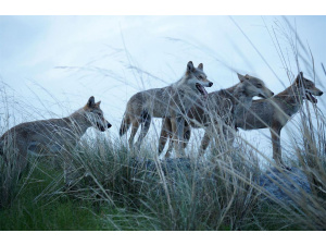 Cinemambiente: da Torino alla Valchiusella. Si parte giovedì 2 agosto