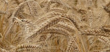 L'aumento della CO2 sarà causa di carenze alimentari per milioni di persone