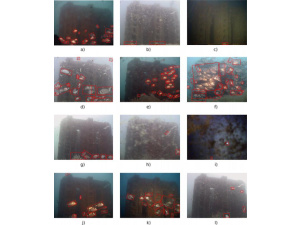 Dal Cnr-Ismar  arriva una nuova tecnologia per monitorare gli impatti antropici e le rapide conseguenze del cambiamento climatico sulle specie ittiche