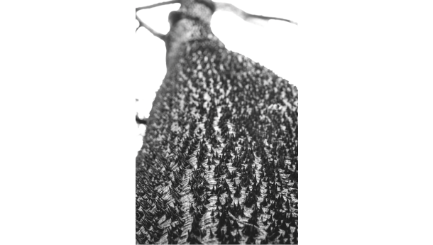 Immagine: Cultivons notre jardin: giovedì 22 novembre 'Natura citata' all'Urban Center Metropolitano di Torino