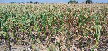 Veneto, l’autunno 2018 ‘il più caldo in assoluto’ degli ultimi 25 anni