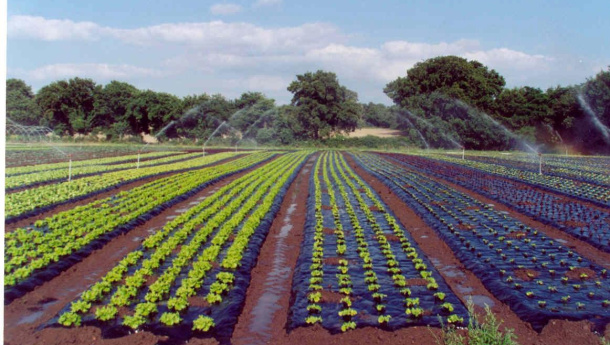 Immagine: FederBio e Assobioplastiche siglano un’intesa per l’impiego di bioteli in agricoltura biologica