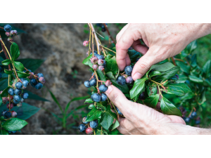 A Milano nascerà un frutteto con il contributo della Food Policy