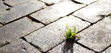 Gestione ecosostenibile delle erbe infestanti in ambito urbano, sperimentazione di nuove tecniche di contenimento