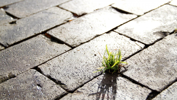 Immagine: Gestione ecosostenibile delle erbe infestanti in ambito urbano, sperimentazione di nuove tecniche di contenimento