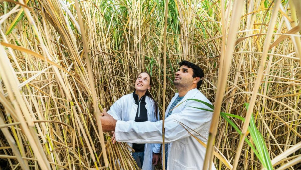 Immagine: In Italia cresce la bioeconomia, vale il 10% del Pil. Grandi protagoniste le startup innovative