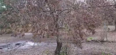 'Il percolato sta uccidendo i nostri ulivi’. Il Comitato 17 novembre riaccende i riflettori sulla discarica di San Pietro Pago a Giovinazzo (Ba)