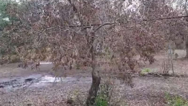Immagine: 'Il percolato sta uccidendo i nostri ulivi’. Il Comitato 17 novembre riaccende i riflettori sulla discarica di San Pietro Pago a Giovinazzo (Ba)