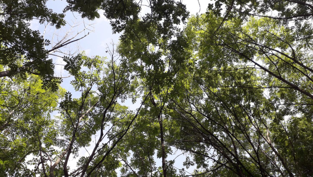 Immagine: Firenze: sconto ai cittadini che piantano alberi 'mangia-smog'