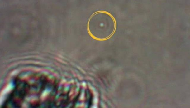 Immagine: Lotta alle microplastiche. Dal Cnr-Ipcf una tecnica innovativa del permette di determinare dimensioni e forma delle particelle negli ecosistemi acquatici