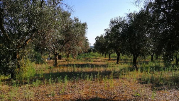 Immagine: Isde: utilizzare pesticidi per il controllo della xylella è ingiustificato, pericoloso e fonte di discriminazione per il Salento