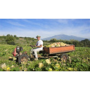 Immagine: Spreco alimentare, Fao: il 14% del cibo viene perso dopo il raccolto e prima che raggiunga gli scaffali