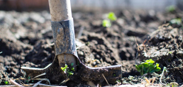Biologico, Italia al primo posto in Europa: il 15,5% della superficie agricola è bio e sostenibile