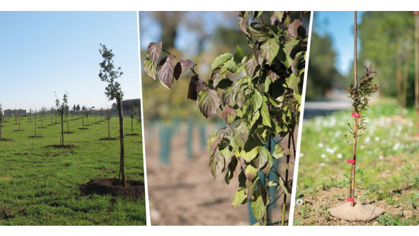 Immagine: Mosaico Verde: oltre 280.000 alberi per foreste e parchi in Italia
