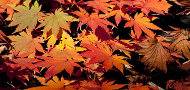 Milano, Amsa potenzia il servizio di raccolta foglie