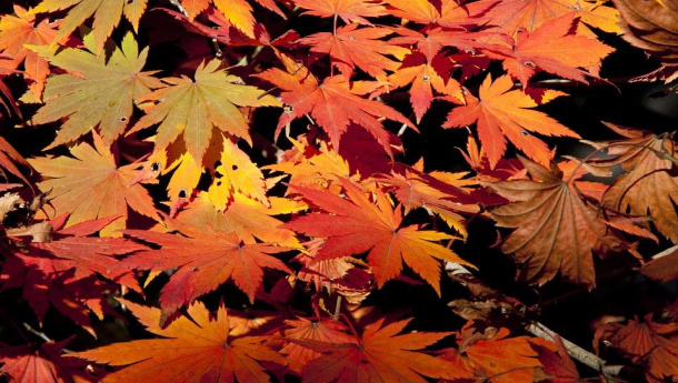 Immagine: Milano, Amsa potenzia il servizio di raccolta foglie