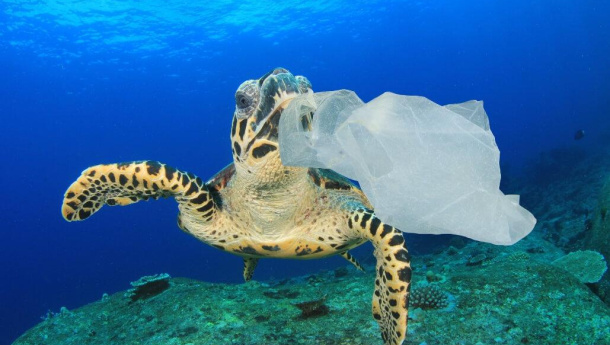 Immagine: Nel Mediterraneo quasi 50 mila esemplari di 116 specie diverse hanno ingerito plastica