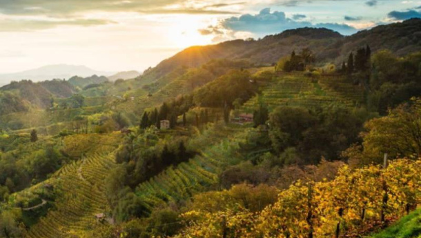 Immagine: Un patto tra la chimica verde e la filiera vitivinicola italiana nel segno della sostenibilità e della qualità