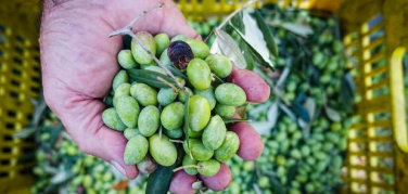 Continua a crescere la bioeconomia in Italia. L'agroalimentare si conferma uno dei pilastri