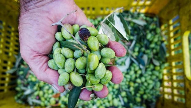 Immagine: Continua a crescere la bioeconomia in Italia. L'agroalimentare si conferma uno dei pilastri