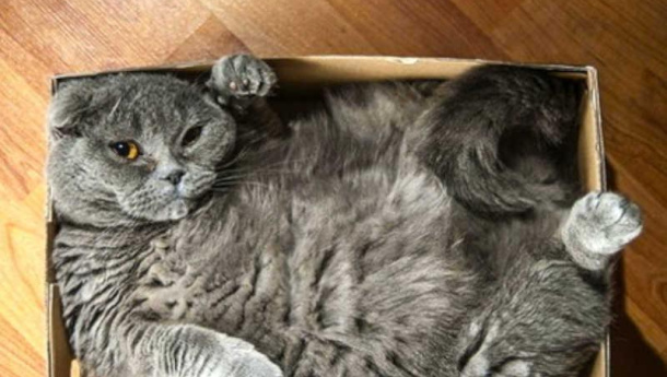 Immagine: Comieco: ‘Stop alla raccolta differenziata delle scatole di cartone per un giorno: l’8 agosto, pensate ai vostri gatti’