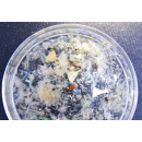 Immagine: Microplastiche nei cosmetici, disastro Ue: tempi lunghi e campo aperto alle nanoplastiche