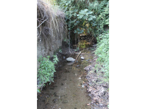 WWF “Urban Nature 2020” a Bracciano