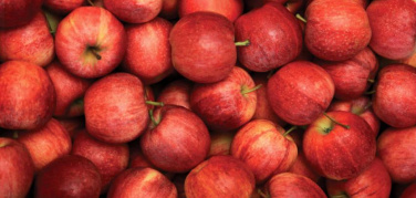 'Quelle imperfette buttale a terra': lo spreco alla raccolta delle mele, una testimonianza