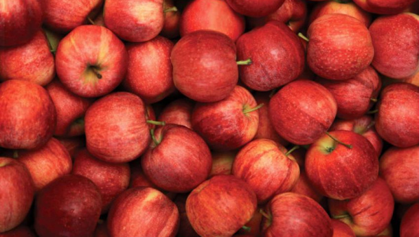 Immagine: 'Quelle imperfette buttale a terra': lo spreco alla raccolta delle mele, una testimonianza