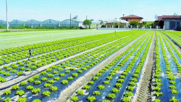 Immagine: Stati Uniti: lo Stato della California approva i teli 'soil biodegradable' certificati secondo lo standard EN 17033