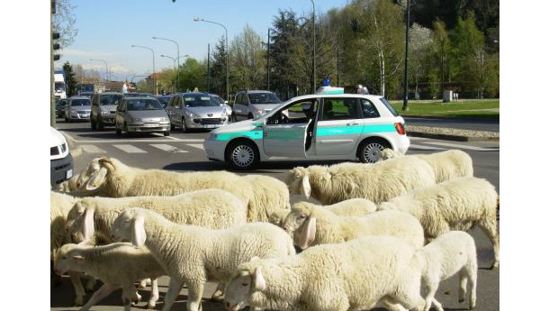 Immagine: Tornano le pecore in città