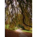 Immagine: Ambiente in Piemonte: fragilità e grandi ambizioni