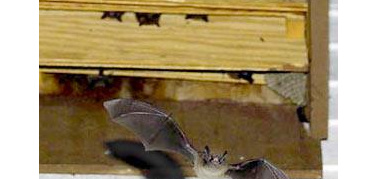 Promuovere i pipistrelli come insetticidi sostenibili