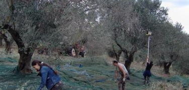 Roma: EutOrto, da cassaintegrati a coltivatori urbani
