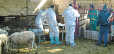 Taranto: diossina. Abbattute 650 pecore di due aziende agricole tarantine