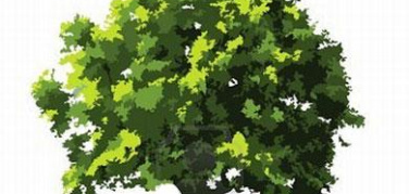 Progetto Gaia, 3.000 alberi per purificare l'aria di Bologna