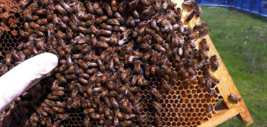 Torino, api in commissariato | Video: come si 