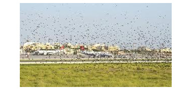 La proposta: i rapaci per liberare l’aeroporto di Linate dagli uccelli