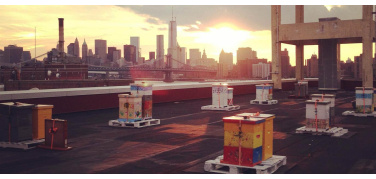 Api in città: dopo New York, anche Milano pensa ad ospitare le api sui tetti
