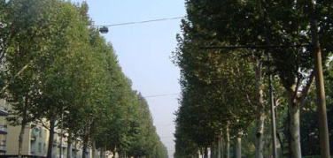 Torino, approvata la delibera per definire le linee guida del Progetto Smart Tree