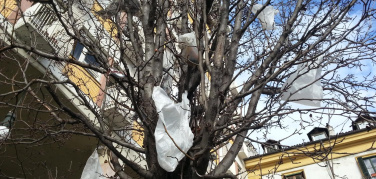 Sacchetti di plastica sugli alberi. Il vento disperde lo smog ma anche i sacchetti  usa e getta