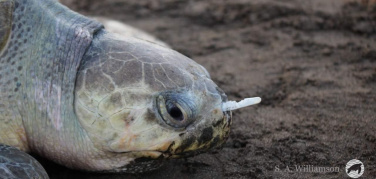 Costa Rica, la forchetta di plastica nel naso della tartaruga marina | Video