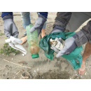 Immagine: Spiagge e Fondali Puliti: sul litorale laziale raccolti oltre 20 quintali di rifiuti, soprattutto plastica