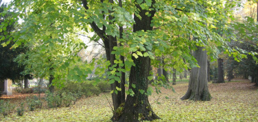 Giornata nazionale degli alberi, il Comune di Milano annuncia 9.200 nuove piantumazioni